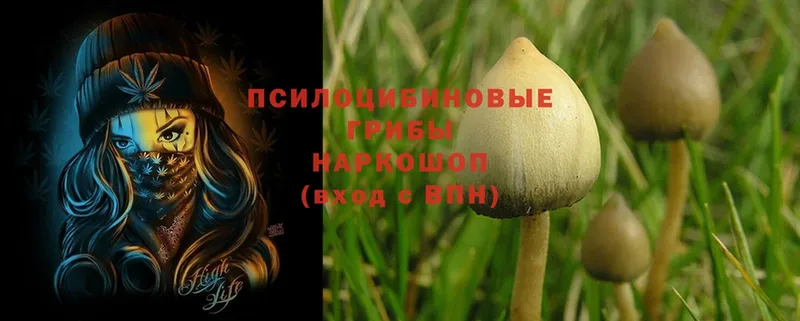 Псилоцибиновые грибы Psilocybe  Орск 